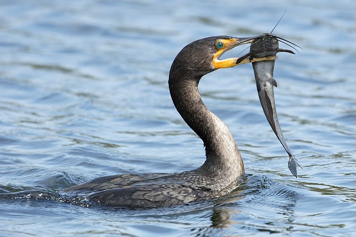 Double Crested Cormorant with Walking Catfish