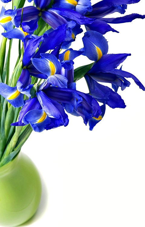 Blue Iris in a Green Vase