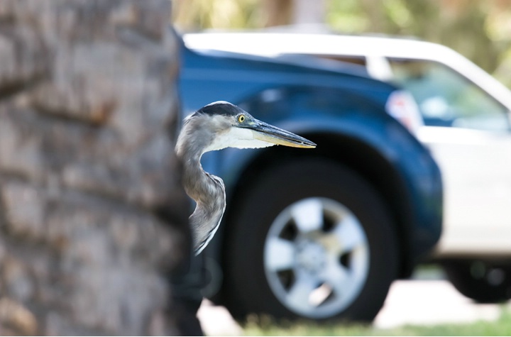 Heron Parking Only