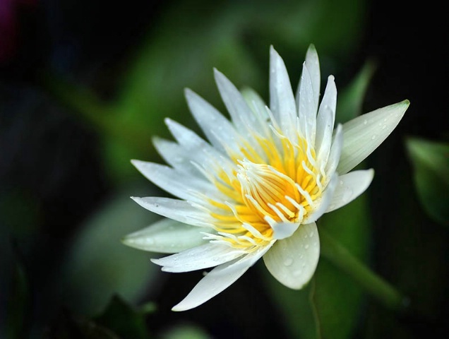 Beauty White Water Lily