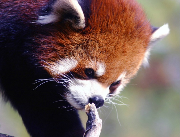 Red Panda - ID: 4431652 © ashley nicholas
