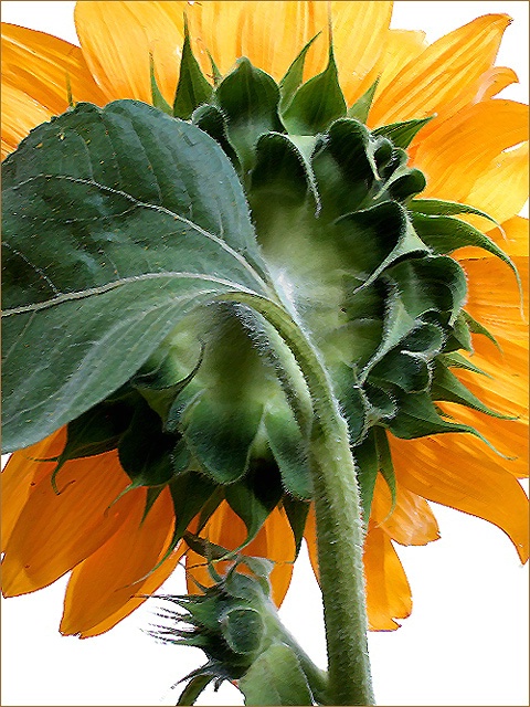Sunflower # 846