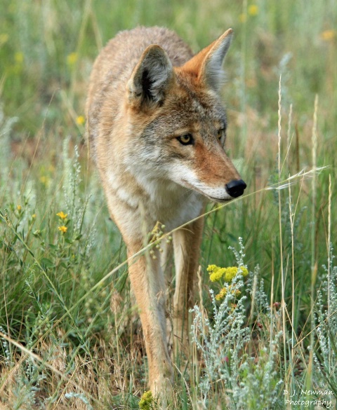 Coyote on the Prowl