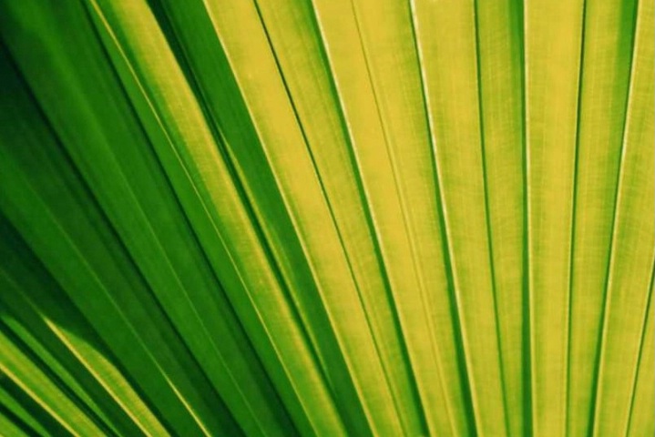 Fanned Palm Leaf
