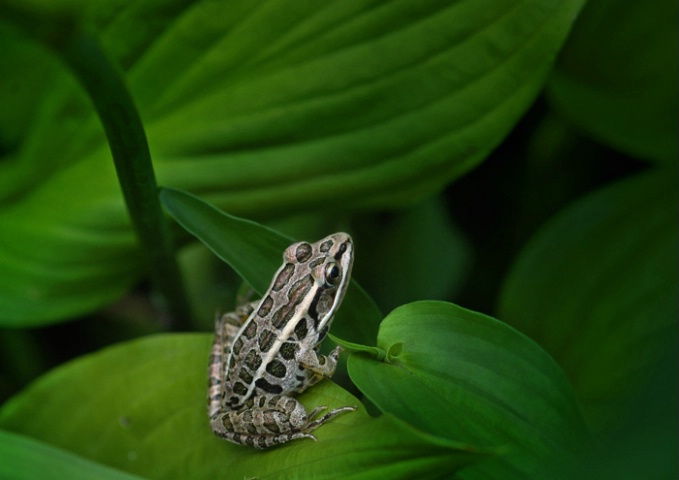 Hidden in the hostas