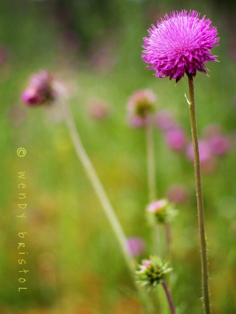 canadian thistles