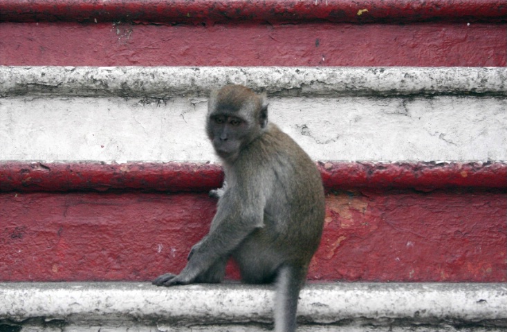 monkey at the batu caves