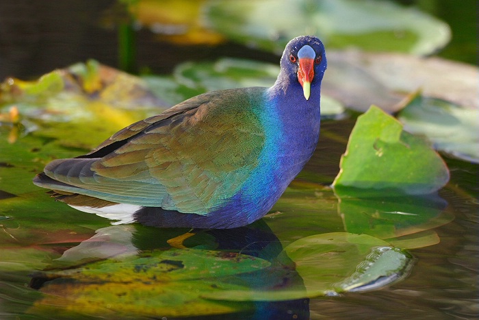 Purple Gallinule