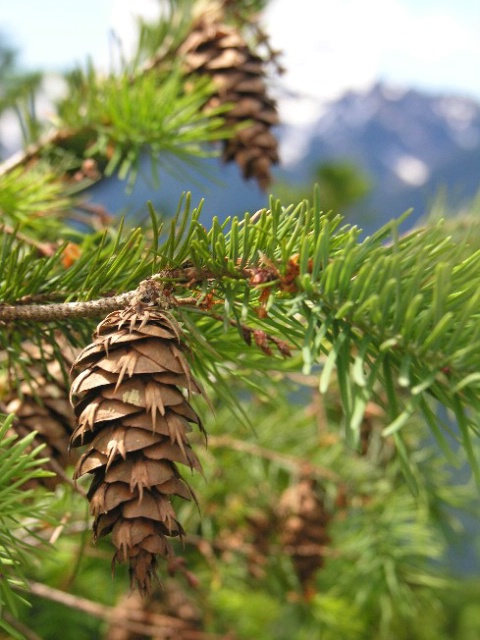 Pine Cone closeup - ID: 4434712 © Jannalee Muise