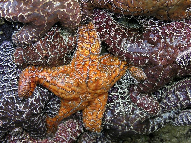 Starfish - ID: 4434718 © Jannalee Muise