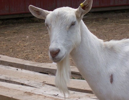 BEFORE photo of Portrait of a Billy Goat