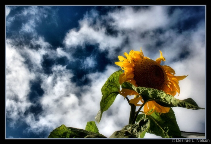 Sunflower in the Sky