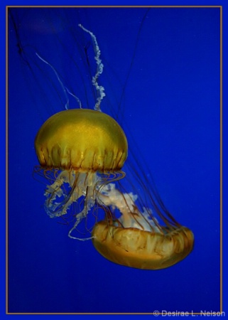 Jellyfish