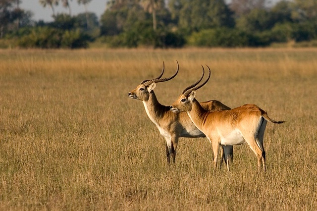 Red Lechwe