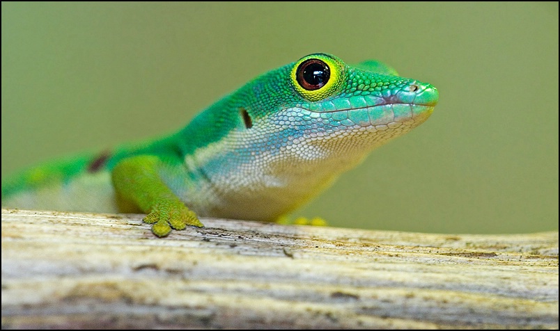 Gecko