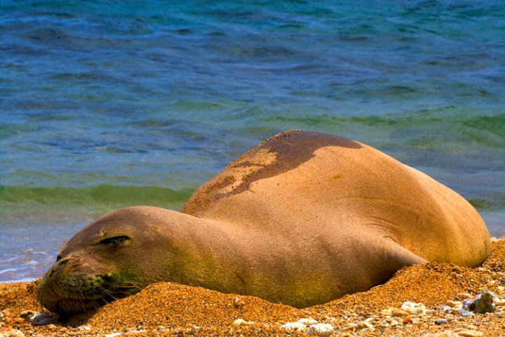 Seal On The Beach