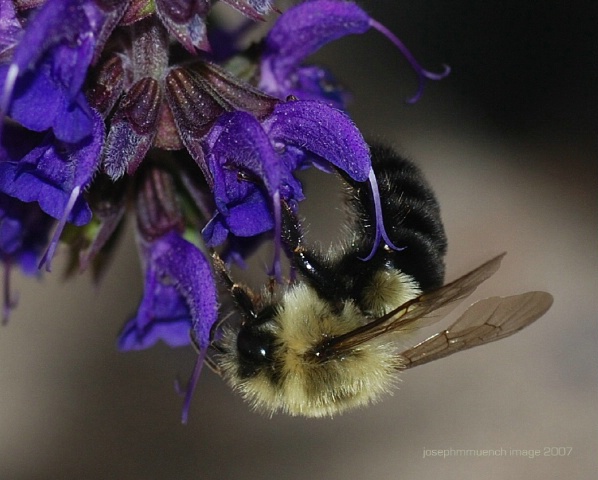 Fuzzy Bee