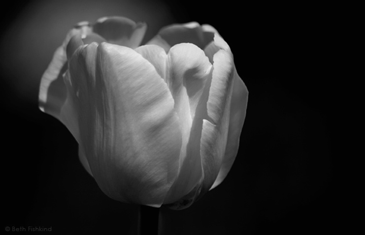 Tulip Variation, Dutchess County