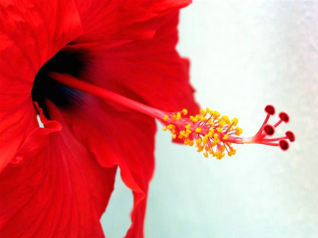  RUBY RED HIBISCUS