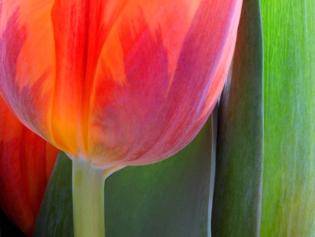 The Tulip