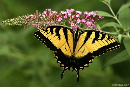 Elegant Wings