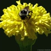 pollination