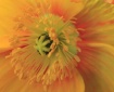 Star Burst