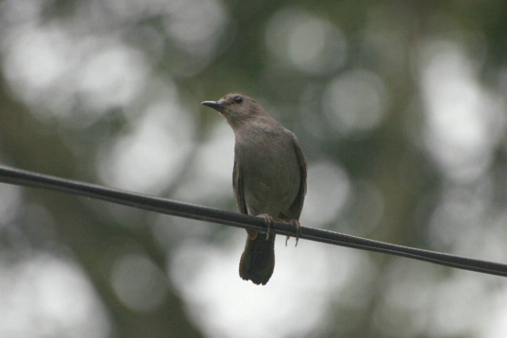 Bird on a Wire