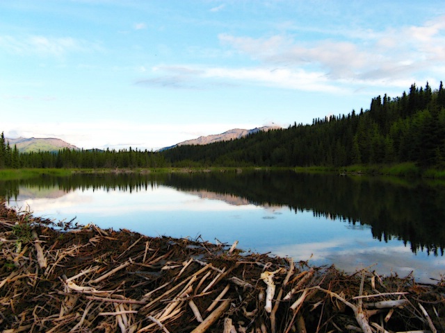 Beaver Pond