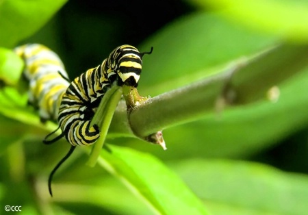 Monarch Caterpillar 