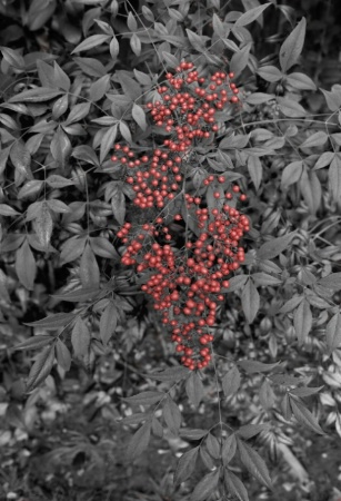 Berries-Colorized version