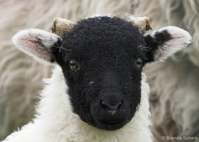 Swaledale Lamb