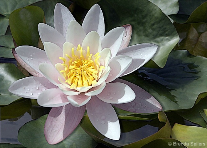 Water Lily