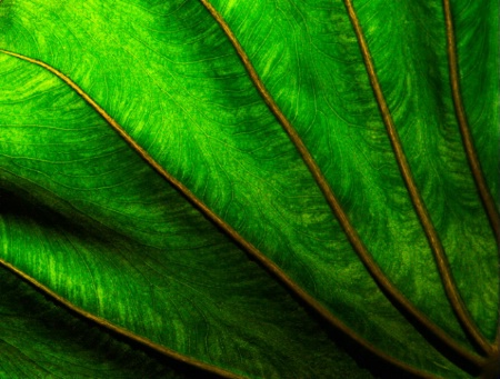 Taro Leaf