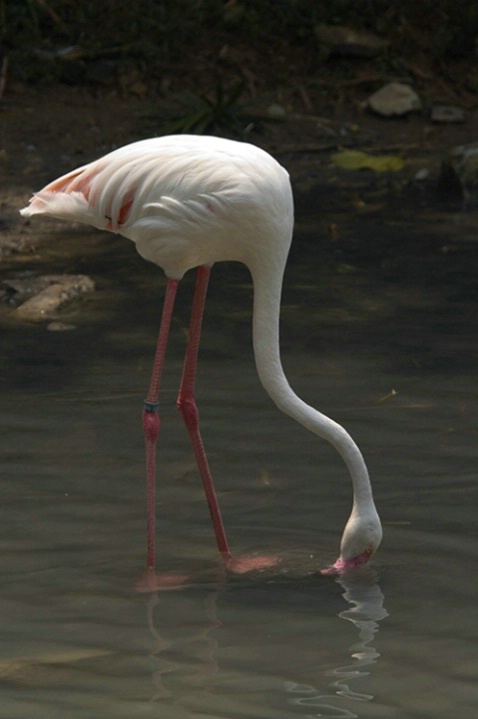 Hungry flamingo