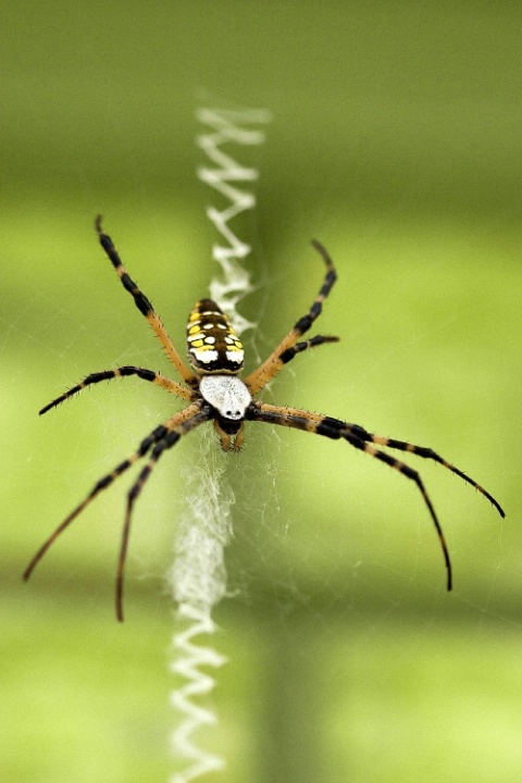 Corn Spider...I think.