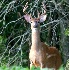 © Danny L. Klauss PhotoID # 4453253: Full Velvet Buck