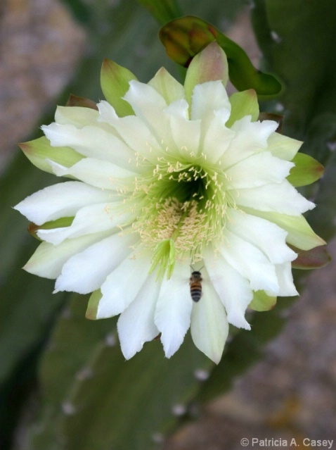 Cereus