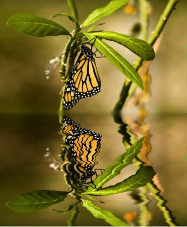 butterfly drying wings