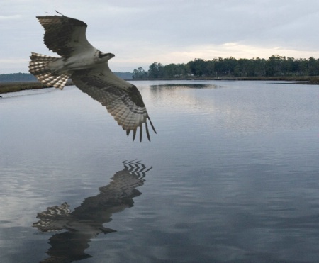 osprey reflection