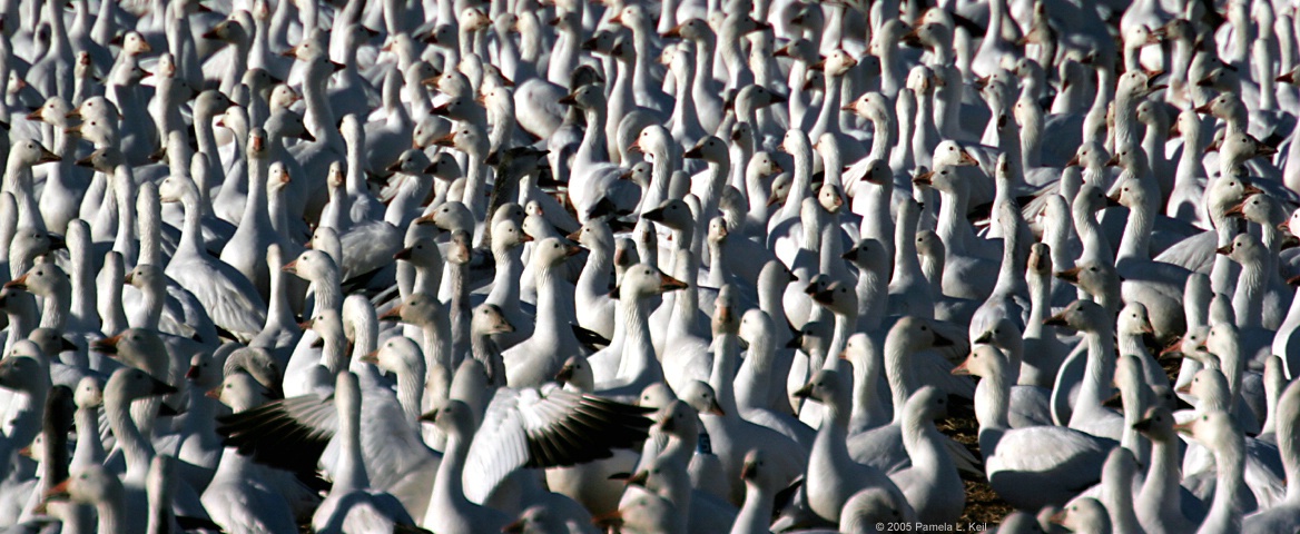 A Gaggle of Geese