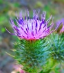 Valley  Thistle