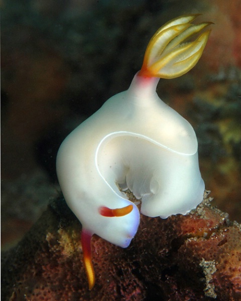 Nudibranch