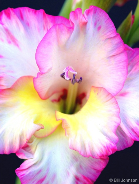 Gladiola - Shades of Pink 1