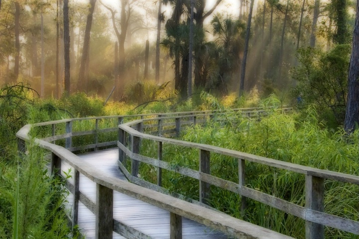 Boardwalk in the Swamp