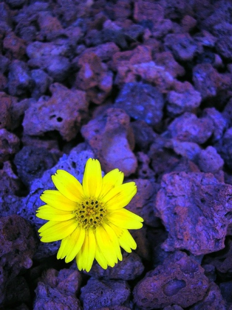 Pretty in Yellow