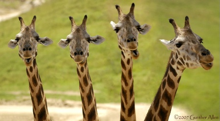 Giraffe Laugh