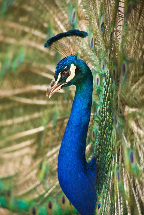 Peacock Profile