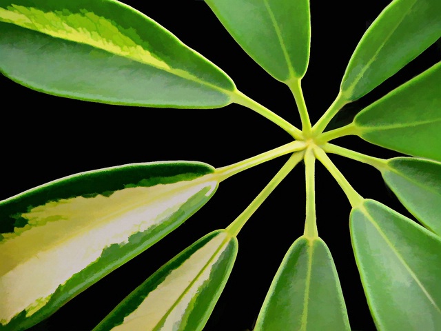 9-Leaf Pattern