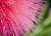 In the Pink